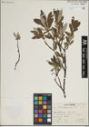 Foto von Salix lapponum L.